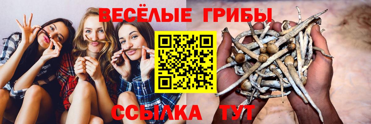 Псилоцибиновые грибы Cubensis Апрелевка